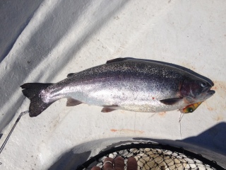 Kirjolohi 1,57 kg