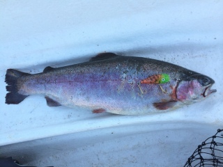 Kirjolohi 1,35 kg