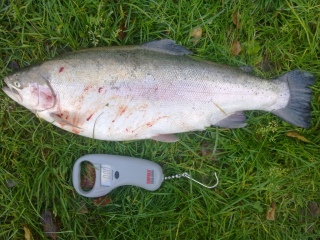 Kirjolohi 3,27 kg