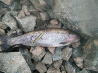 Kirjolohi 1,46 kg