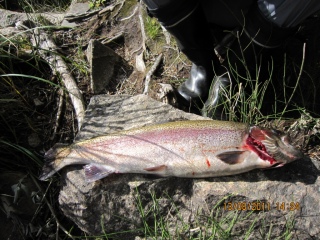 Kirjolohi 1,95 kg