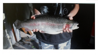 Kirjolohi 1,35 kg