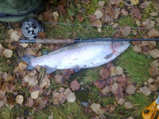 Kirjolohi 2,01 kg