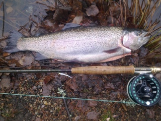 Kirjolohi 1,34 kg