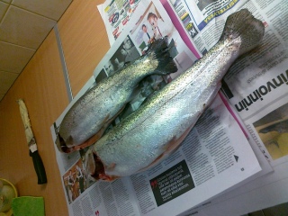 Kirjolohi 2,90 kg