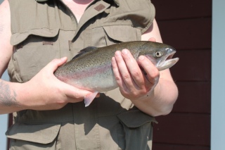 Kirjolohi 1,42 kg