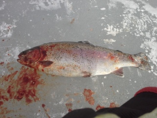 Kirjolohi 1,37 kg