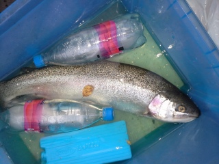 Kirjolohi 2,10 kg