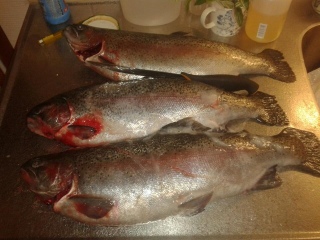 Kirjolohi 6,30 kg