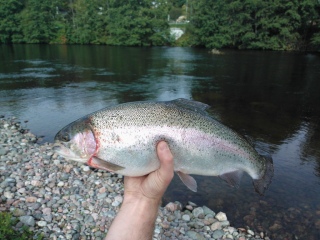 Kirjolohi 4,70 kg