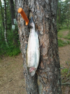 Kirjolohi 1,20 kg