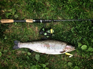Kirjolohi 1,14 kg