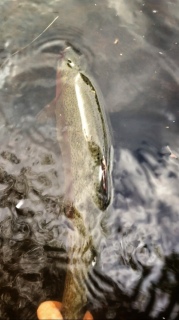 Kirjolohi 1,39 kg