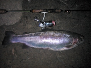Kirjolohi 1,80 kg