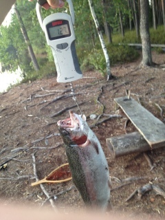 Kirjolohi 1,27 kg