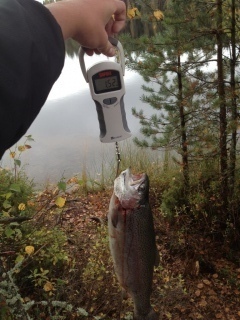 Kirjolohi 1,52 kg