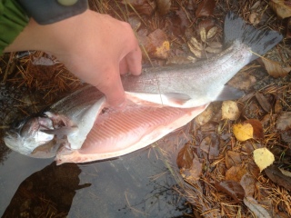 Kirjolohi 1,28 kg
