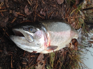 Kirjolohi 1,36 kg