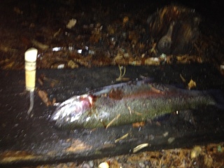 Kirjolohi 1,17 kg