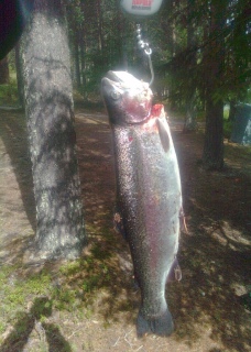 Kirjolohi 1,12 kg