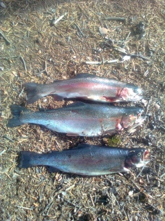 Kirjolohi 4,80 kg