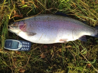Kirjolohi 3,10 kg