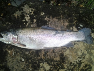 Kirjolohi 1,10 kg