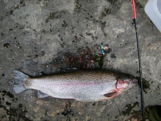 Kirjolohi 1,10 kg