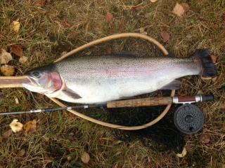 Kirjolohi 2,60 kg