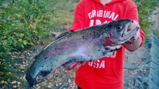 Kirjolohi 1,24 kg
