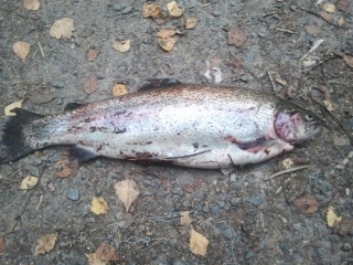 Kirjolohi 2,09 kg