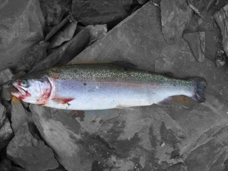 Kirjolohi 1,15 kg