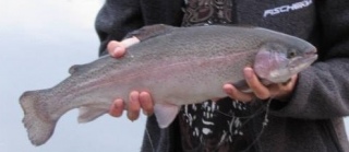 Kirjolohi 1,50 kg