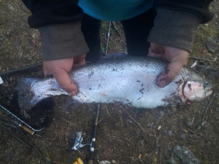 Kirjolohi 1,35 kg