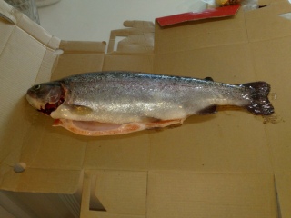 Kirjolohi 1,52 kg