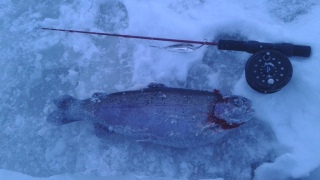 Kirjolohi 1,40 kg