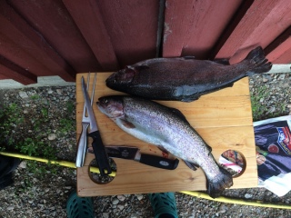 Kirjolohi 3,20 kg