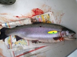 Kirjolohi 2,89 kg