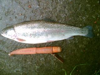 Kirjolohi 1,50 kg