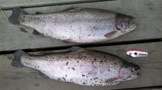 Kirjolohi 1,50 kg