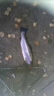 Kirjolohi 1,20 kg