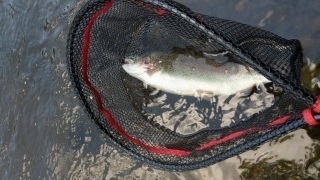 Kirjolohi 1,10 kg