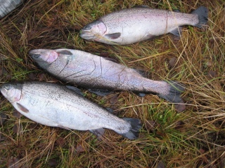 Kirjolohi 3,90 kg