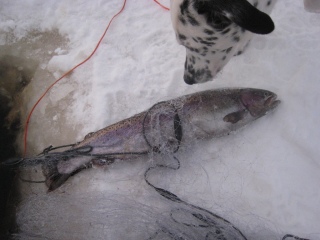 Kirjolohi 1,25 kg