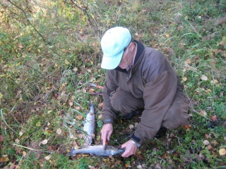 Kirjolohi 1,45 kg