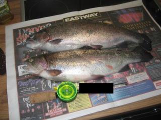 Kirjolohi 2,35 kg