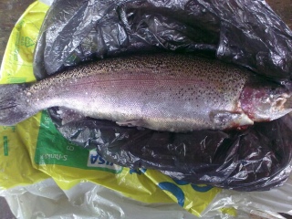 Kirjolohi 1,22 kg