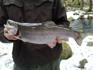 Kirjolohi 1,06 kg