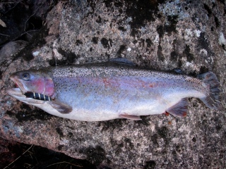 Kirjolohi 1,72 kg