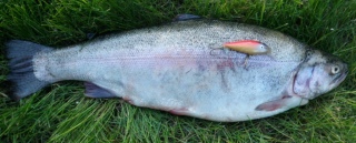 Kirjolohi 1,62 kg